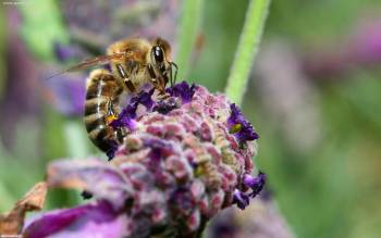 Макро-фото и фотообои с пчелой и цветком, , цветок, насекомое, пчела, макро, фото