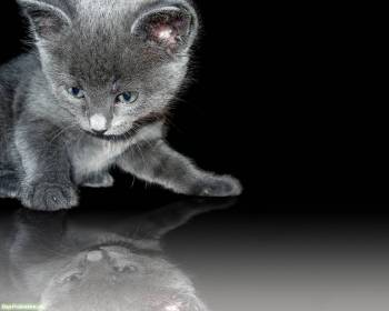 Маленький серый котенок, обои с милыми котятами, , котенок, серый, отражение