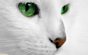 Белый кот с зелеными глазами, обои с котами 1680х1050, , кот, макро, фото, глаза, взгляд