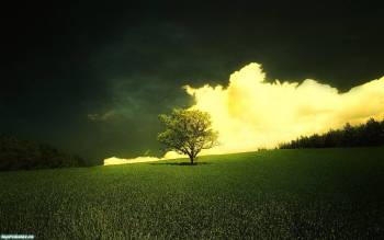 Скоро закат, обои природы - одинокое дерево, , закат, дерево, поле, небо, горизонт, трава, лес, природа