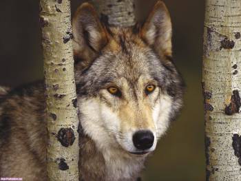 Фотообои 1600х1200 - серый волк в естественной среде, , волк, хищник, дерево, лес, взгляд