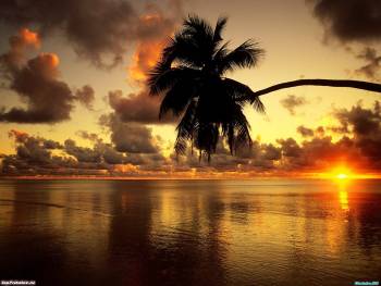 Закат в тропиках, обои с закатами 1600х1200, , пальма, закат, солнце, штиль, море, океан, небо, облака, горизонт, тропики