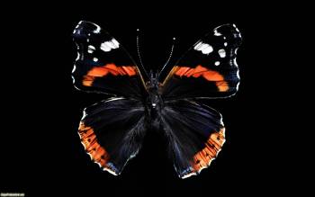 Красивая черная бабочка, фотообои и фото, , бабочка, насекомое