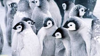 Широкоформатные обои с пингвинами, пингвины обои, , пингвин, холод