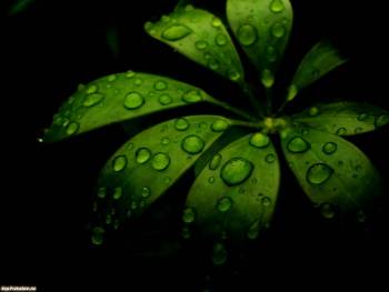Макро-фото и фотообои зеленого листка в капельках росы, , капли, роса, макро, фото, зеленый, лист