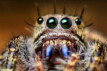 Макро-фото с пауком, обои - паук и его глаза, , паук, макро, фото, глаза, насекомое