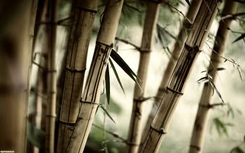 Бамбуковый лес, широкоформатные обои природы, , природа, бамбук, лес