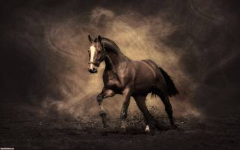 Широкоформатные обои с лошадьми и конями, обои 2560х1600, , конь, темный, пыль