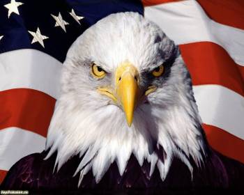 Национальный флаг США, обои с флагом США, , флаг, птица, орел, США