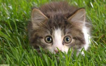 Прикольный котенок в траве, обои с котятами, , котенок, трава