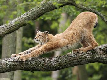 Кошка потягивается, обои с хищными кошками 1600х1200, , хищник, кошка, лес, дерево
