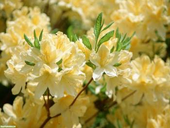 Нежные бело-желтый цветы, обои с цветами 1600х1200, , цветы, макро, природа, весна