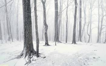 Зимняя природа. красивые зимние обои 1920х1200, , зима, лес, снег, холод