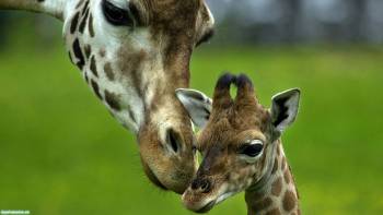 Мама и детеныш жирафа, обои с жирафами, , жираф, мама, детеныш