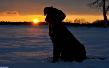 Симпатичный щенок на закате, прикольные обои со шенками, , щенок, закат, зима, снег, небо, горизонт