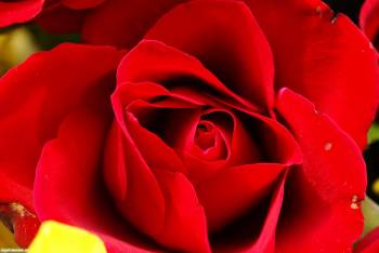 Макро-фото розы, широкоформатные обои с розами, , цветок, роза, макро, фото