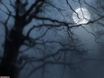 Обои - ночь и туман, ночные обои 1600х1200, , ночь, дерево, силуэт, луна, туман