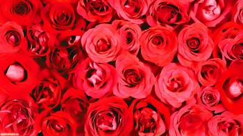 Широкоформатные обои - розовые розы, обои розы, , розы, цветы