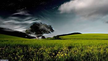 Одинокое дерево в поле, широкоформатные обои 1920х1080, , дерево, поле, небо, горизонт, облака, вечер