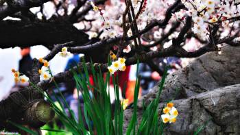 Обои - весна, широкоформатные весенние обои 1920х1080, , весна, цветок, макро, камни