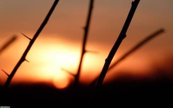 Закат солнца в поле - обои природы, , закат, макро, ветки