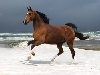 Грациозный жеребец на берегу моря, , конь, жеребец, море, волна, песок
