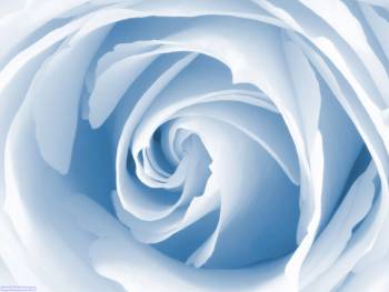Голубая роза, обои с голубой розой, , роза, голубой, рисунок, фотошоп