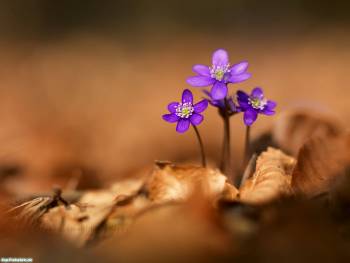 Макро-фото нежных фиолетовых цветов, обои 1600х1200, , макро, фото, цветок