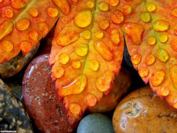 Макро-фото капелек росы на желтых листиках, обои - осень, , осень, роса, капли, камни, галька, мокрые, лист, макро