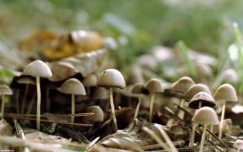 Широкоформатные обои с грибами  - поганки на рабочий стол, , грибы, поганки, макро, фото, природы