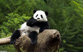 Обои - панда, широкоформатные обои с пандой, , панда, лес, бревно