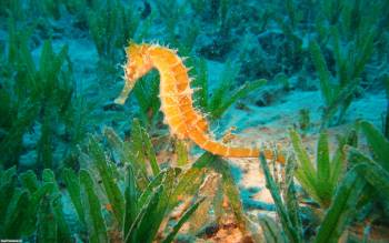 Симпатичный оранжевый морской конек, обои с морским коньком, , морской конек, под водой, глубина, море, океан