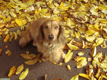 Прикольная собака осенью, обои с собакой, , осень, собака, листва