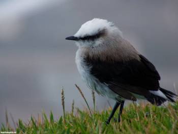 Маленькая певчая птичка, обои с птицами 1600х1200, , птица, макро, трава