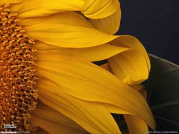 Желтый цветок, макро-фото и фотообои цветов, , цветок, желтый, макро, фото
