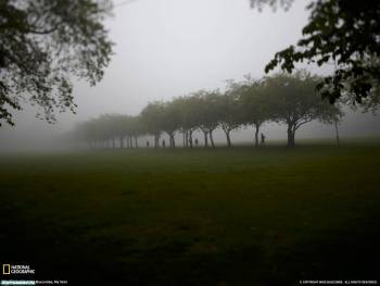Туманный парк, большие и красивые обои - туман в парке, , парк, туман, деревья, поле