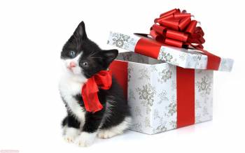 Маленький котенок в подарок, симпатичные обои с котенком, , котенок, бантик, подарок, коробка