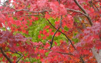 Кленовые листья ранней осенью, красивые осенние обои, , осень, клен, дерево, листва