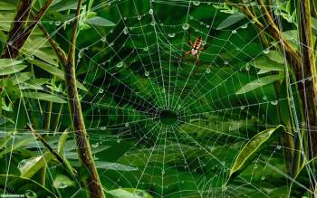 Паутина и паук, обои с паутиной и пауком, , паук, паутина, роса, макро