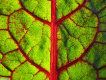 Макро-фото зеленого листика с красными прожилками, фотообои, , макро, прожилки, лист, фото
