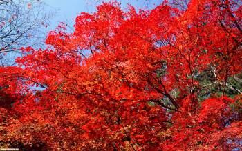 Осенние обои, обои - осень. Обои 1920х1200 пикселей, , осень, листва, клен