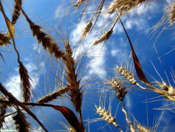 Пшеничные колоски на фоне голубого неба, обои природы, , природа, пшеница, колос, небо, облака