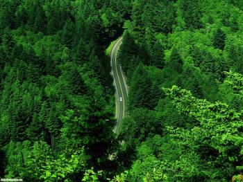 Дорога в непроходимом лесу, красивые зеленые обои, , зеленый, дорога, высота, полет, лес, чаща, ель, сосна