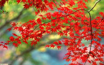 Кленовые листики поздней осенью, красивые обои 1920х1200, , клен, листва, осень