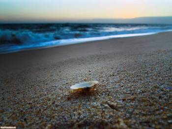 Одинокая ракушка на пляже, вечерние обои, , вечер, ракушка, песок, пляж, берег, море, горизонт, небо, прибой