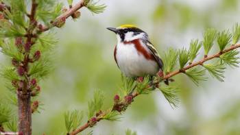 Маленькая птичка на хвойном дереве, широкоформатные обои, , птица, ветка, хвоя