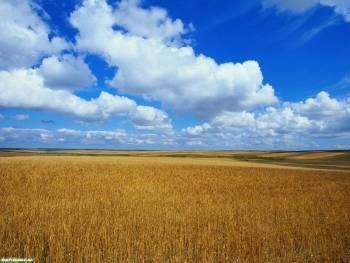 Красивый вид на поле, обои с облаками и полем на раб. стол, , поле, природа, небо, облака, горизонт