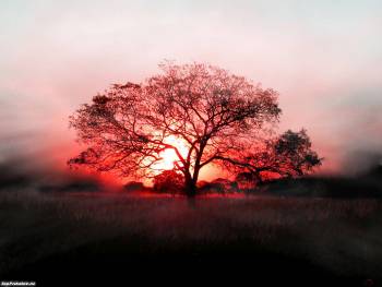 Дерево на фоне красного заката на ваш рабочий стол, , дерево, закат, силуэт, поле, вечер