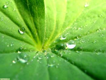 Прозрачные капельки росы на зеленом листке, обои макро, , природа, макро, зелень, роса, капли