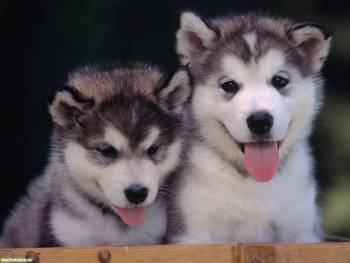 Два щенка с язычками, прикольные обои со щенками, , щенок, пес, собака